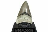 ” Fossil Aurora Megalodon Tooth - Aurora, North Carolina #291727-2